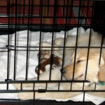 Honey the Golden Retriever naps in her crate at 8 weeks old.