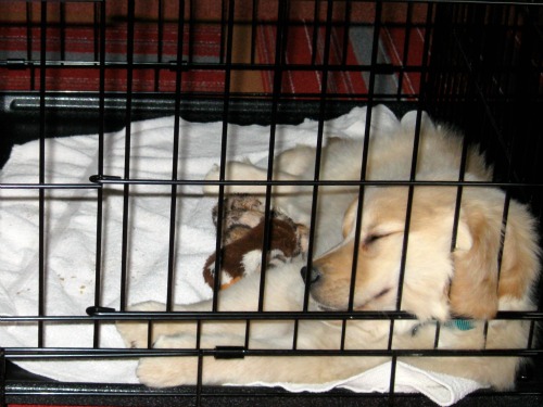 Honey napping in her crate Honey the Golden Retriever naps in her crate at 8 weeks old.