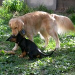 Honey the Golden Retriever nibbles Sally.