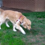 Honey the Golden Retriever stalks the orange ball.