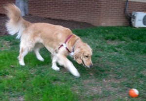 Honey the Golden Retriever stalks the orange ball.