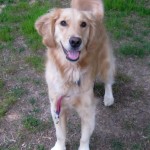 Honey the Golden Retriever is not a dog I am afraid of.