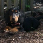 Sally is a basset hound puppy who likes sitting in a nest.