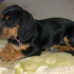 Sally is a Basset Hound foster puppy from the Tompkins County SPCA.