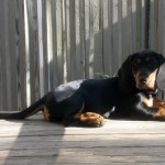 Sally the basset hound is a foster puppy.