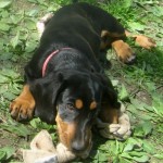Sally is a basset hound foster puppy.
