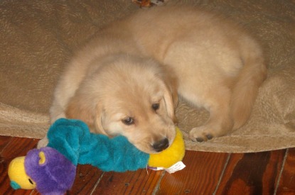 Honey the Golden Retriever is a puppy chewing on her toy.