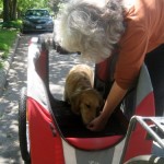 Honey the Golden Retriever is coaxed into her DoggyRide bike trailer.