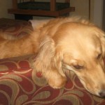 Honey the Golden Retriever naps on a chair.