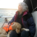 Honey the Golden Retriever is dog tired of sailing.