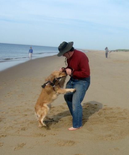 Honey the Golden Retriever plays tug on the beach with her person.