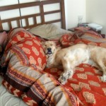 Honey the Golden Retriever sleeps with a human butt bolster on the bed.