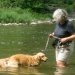 Honey the Golden Retriever wades chest deep in Fall Creek.