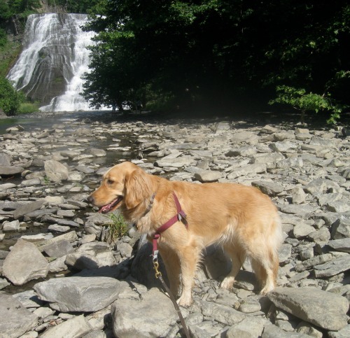 Honey walks along Fall Creek. Honey the Golden Retriever crosses the rocks at the side of Fall Creek.