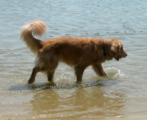Honey the Golden Retriever fetches her ball in Flax Pond.