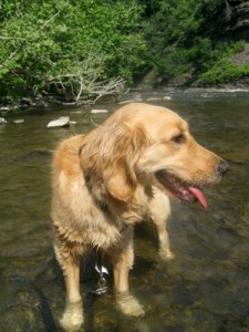 Honey the Golden Retriever gets her paws wet in Fall Creek.