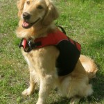 Honey the Golden Retriever sits in her life jacket.