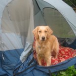 Honey the Golden Retriever looks out the door of the tent.