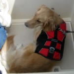 Honey the Golden Retriever goes sailing.