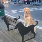 Honey the Golden Retriever poses on a dog bench at Provincetown, MA..