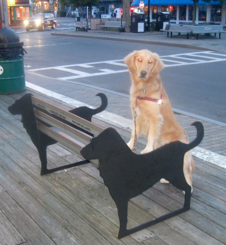 Honey the Golden Retriever poses on a dog bench at Provincetown, MA..