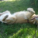 Honey the Golden Retriever rolls on the grass.