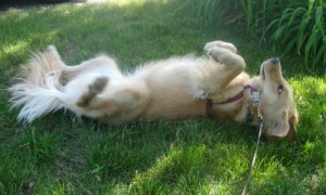 Honey rolls in the grass. Honey the Golden Retriever rolls on the grass.