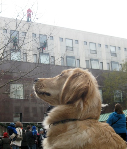 Honey the Golden Retriever watches Santa rappel down the side of a building.