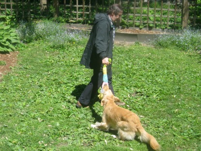 Honey the Golden Retriever plays tug.