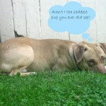 Titus is a pit mix foster dog.