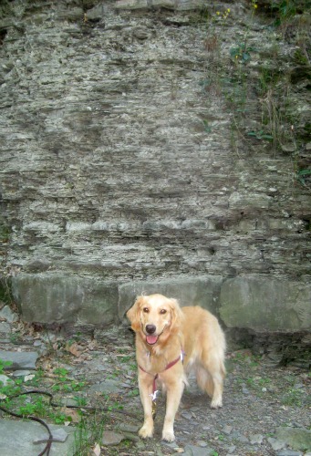 Honey in Fall Creek gorge. Honey the Golden Retriever poses in the Fall Creek Gorge.