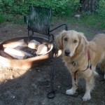 Honey the golden retriever is sad when camping.