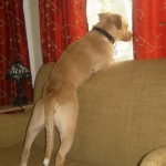 Titus the foster dog is a pit bull mix.