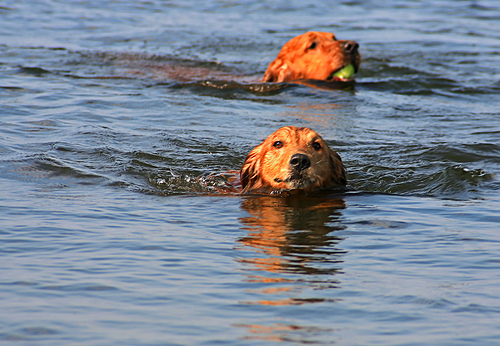 Two Golden Retrievers are swimming.