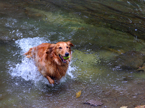 This Golden Retriever is bringing his ball back from the water.