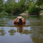 The Golden Retriever swims with a stick in his mouth.