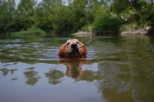 The Golden Retriever swims with a stick in his mouth.