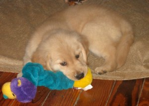 Honey the Golden Retriever puppy naps under the desk.