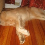 Honey the Golden Retriever has lost her head in the heat.