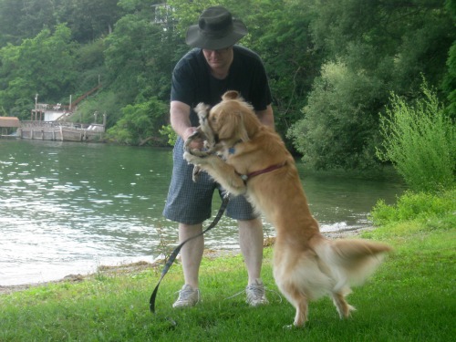Honey the Golden Retriever plays with Mike.