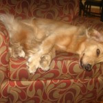 Honey the Golden Retriever finds dozing on a chair positive reinforcement.