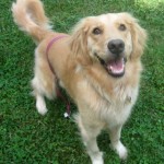 Honey the Golden Retriever smiles while waiting for her ball.