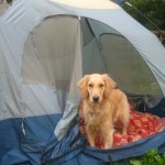 Honey the Golden Retriever stands in a tent.