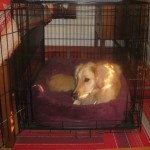 Honey the Golden Retriever rests in her dog crate.