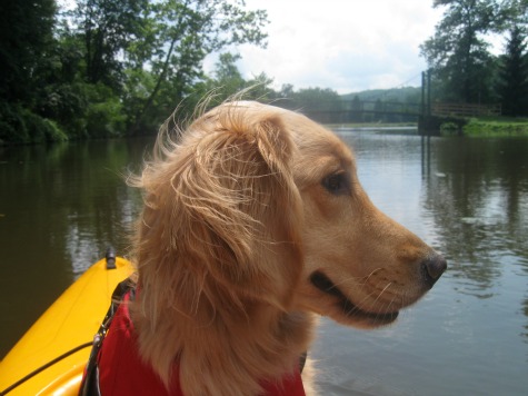Honey the Golden Retriever gets a kayak ride.