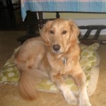 Honey the Golden Retriever lies on her pillow.
