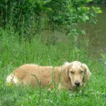 Honey the Golden Retriever lies in the grass near Fall Creek.
