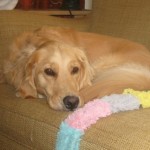 Honey the Golden Retriever naps on the couch.