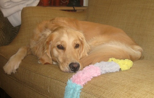 Honey the Golden Retriever naps on the couch.