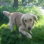 Honey the Golden Retriever plays during a walk.